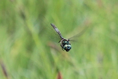 Somatochlora hudsonica