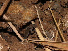 Cyrtodactylus marmoratus