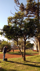 Plerandra elegantissima
