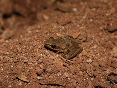 Chalcorana chalconota