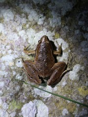 Microhyla achatina