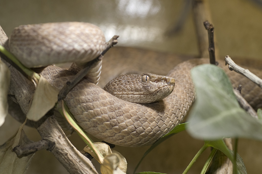 Banded Pit Viper