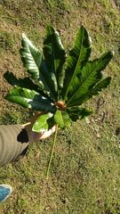 Plerandra elegantissima