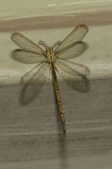 Cueta punctatissima