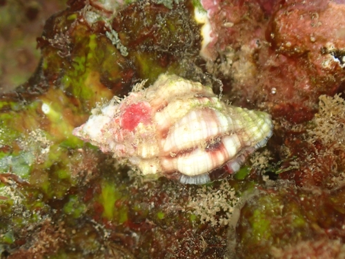 Peristernia nassatula observed 2025-02-13