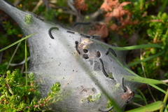 Eriogaster arbusculae