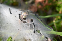 Eriogaster arbusculae