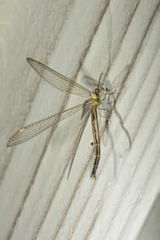 Cueta punctatissima