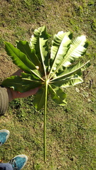 Plerandra elegantissima