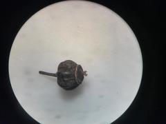 Plerandra elegantissima