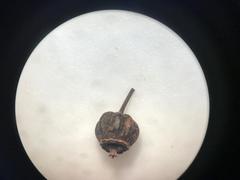 Plerandra elegantissima