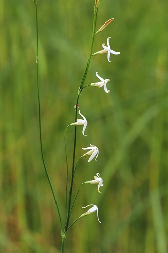 Mitrasacme connata (Mitrasacme connata)