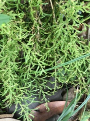 Selaginella labordei