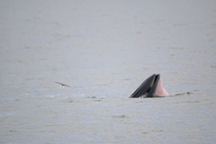 Balaenoptera edeni brydei