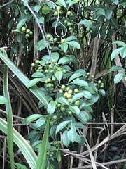 Zanthoxylum asiaticum