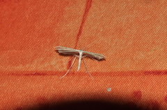 Pterophorus pentadactyla