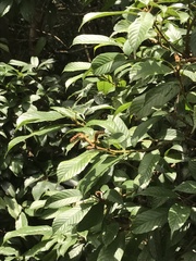 Lithocarpus corneus