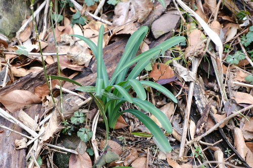 Image of Lycoris Chinensis (Lycoris chinensis) by (c) 王天, some rights reserved (CC BY)