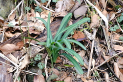 Lycoris chinensis, photograph 王天, CC BY, iNaturalist via GBIF