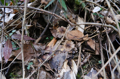 Image of Cyclocarya paliurus by (c) 王天, some rights reserved (CC BY)
