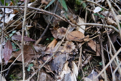 Cyclocarya paliurus, photograph 王天, CC BY, iNaturalist via GBIF