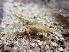 Caridina