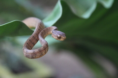Pareas carinatus