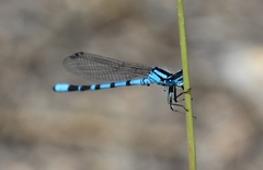 Enallagma annexum