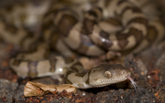 Virgin Island Tree Boa photo 1