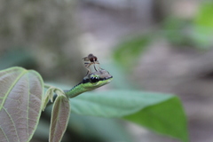 Dendrelaphis formosus