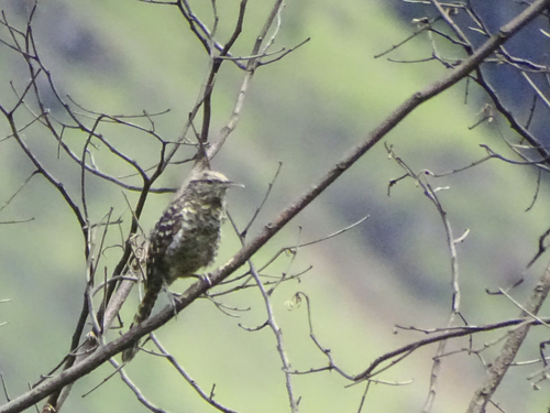 Fasciated Wren (Campylorhynchus fasciatus), photo 9