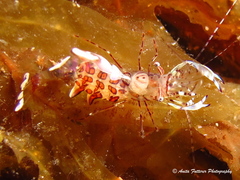 Ancylomenes aesopius