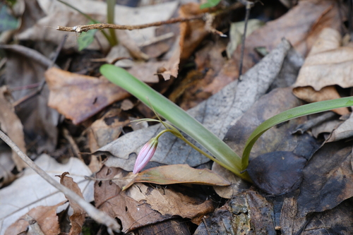 Amana erythronioides, photograph 6