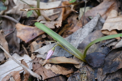 Amana erythronioides, photograph 王天, CC BY, iNaturalist via GBIF