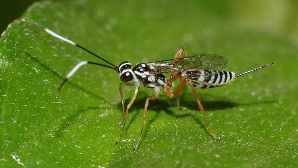 Glabridorsum varibalteatum