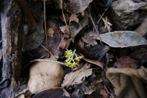 Image of Sassafras tzumu by (c) 王天, some rights reserved (CC BY)