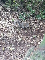 Sciurus carolinensis