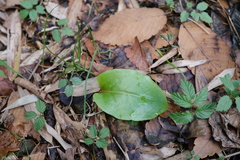 Chinese Giant Lily (Cardiocrinum cathayanum)