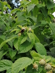 Bombus