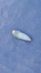 Paracaudina bacillis