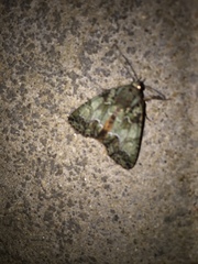 Polyphaenis sericata