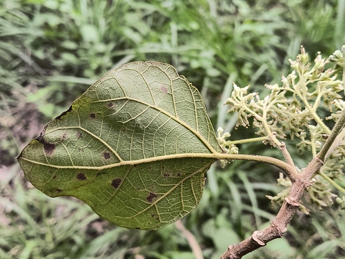 Foto de Cacahuaxochitl