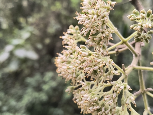 Foto de Cacahuaxochitl