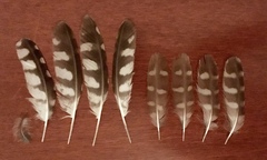 Athene noctua indigena