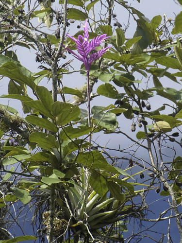 Tillandsia cacticola, photograph 1