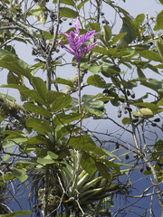 Tillandsia cacticola