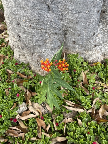 Asclepias curassavica observed 2025-02-26