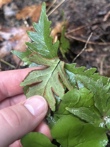 digit fern (Doryopteris pedata)