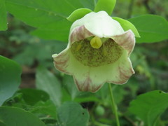 Codonopsis lanceolata