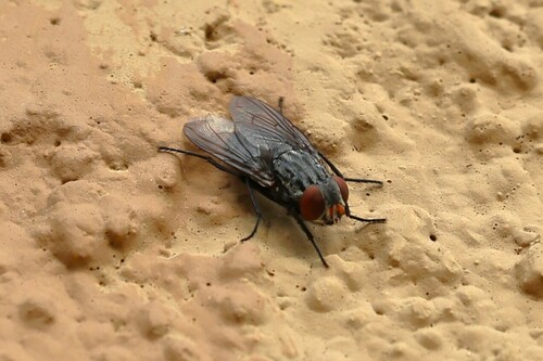 Fly photo 3